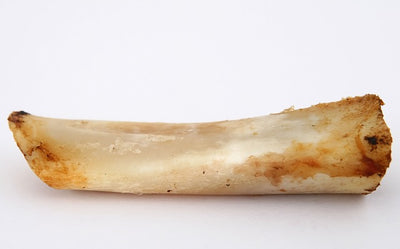 Do Humans Have Bones In Their Penises?