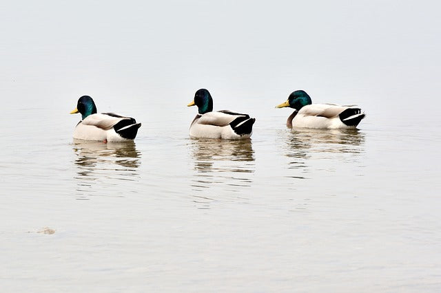 A Threesome For The First Time